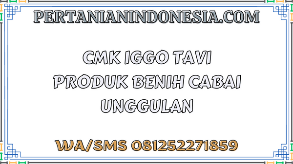 CMK Iggo Tavi Produk Benih Cabai Unggulan